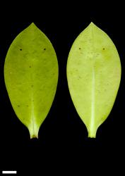 Veronica stricta var. stricta. Leaf surfaces of a broad-leaved coastal plant, adaxial (left) and abaxial (right). Scale = 10 mm.
 Image: W.M. Malcolm © Te Papa CC-BY-NC 3.0 NZ